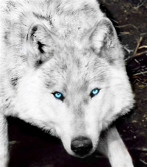 Amazing Wolf Amazing Wolves Photo 36734946 Fanpop