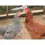 New Hamshire Or Production Red Hen Roo  BackYard Chickens