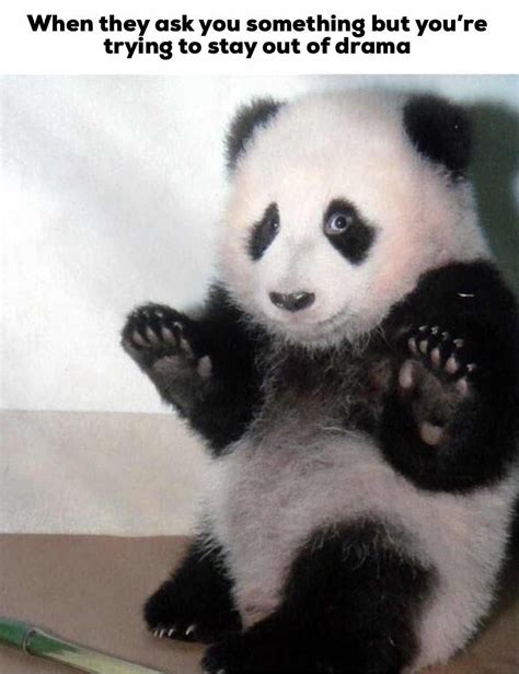 7 Hilarious Panda Memes Thatll Make You Lol King Feed Panda Funny