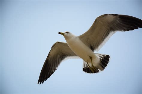 Безплатна снимка птица крило небе животно морски птици летя