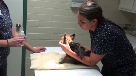 The only method to diagnose a brain tumor in dogs is tissue biopsy. Tumor or Lump in a Dog - YouTube