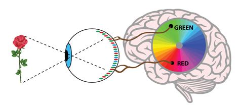 Regarding results, we suggest taking some time to read through clinical studies and recent research, but do not let it sway you too much. Glasses that help the colorblind see color - Squat the Planet