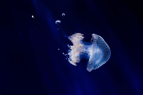 Free Images Jellyfish Invertebrate Cnidaria Macro Photography