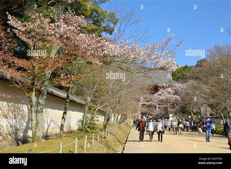 The Beauty Of Cherry Blossoms In Spring At The Daigo Ji Temple Kyoto
