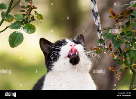 One Goatee Cat Hi Res Stock Photography And Images Alamy