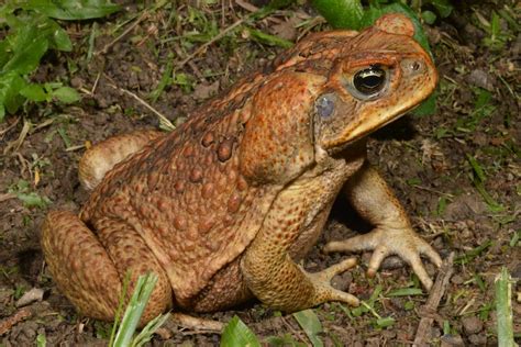 Nocturnal Cane Toads Perform Extremely Rare Phase Switch Becoming