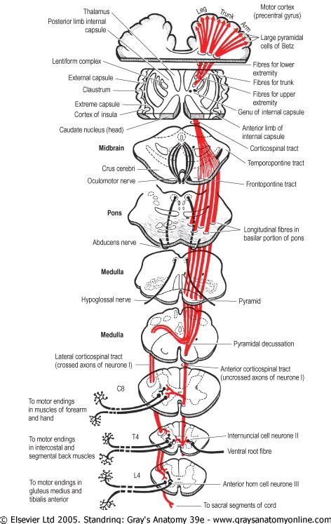 The Corticospinal Tracts Control Cixipcomindexphppage Med