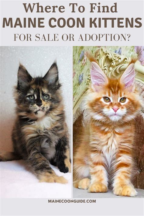 Maine coon kittens are in high demand, and usually not available for free. Pin on Maine Coon