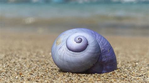 Why Rare Violet Sea Snails Are Washing Up On Beaches In Cornwall And