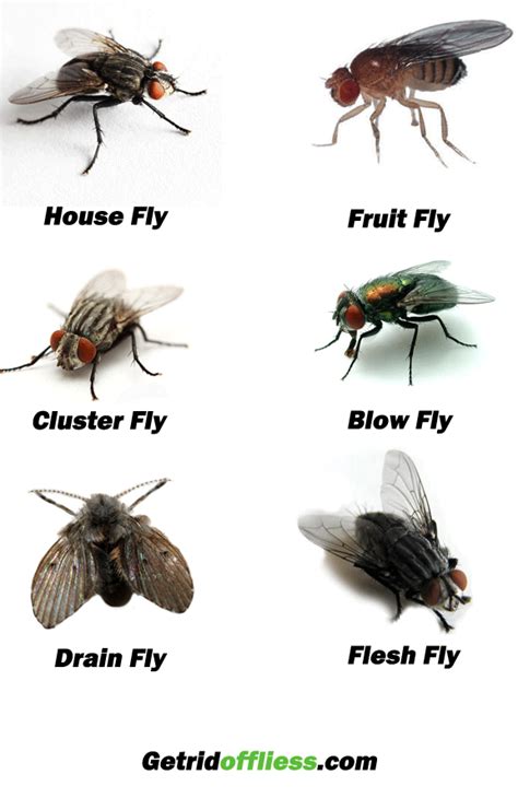 How To Get Rid Of House Flies Infestation All You Need Infos