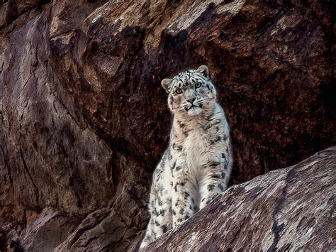 In Search Of The Elusive Snow Leopard In The Indian Himalayas The