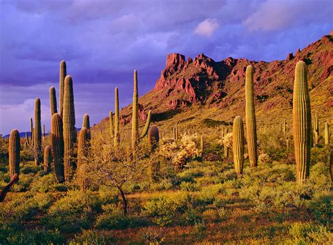 Organ Pipe Cactus National Monument Photograph By Ron Thomas Pixels