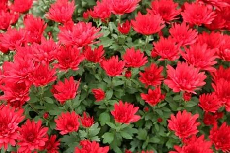 15 Stunning Red Flowering Shrubs Urban Garden Gal