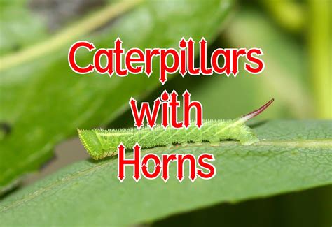 27 Caterpillars With Horns Pictures And Identification