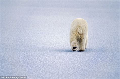 Polar Bears Leave Messages In Their Footprints Daily Mail Online