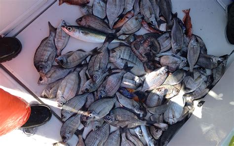 Salidas De Pesca A Medida En Donostia Boat Trips San Sebastian