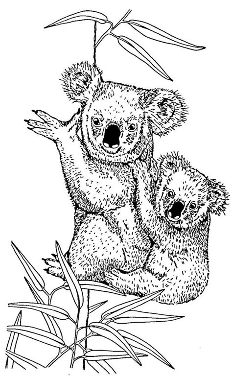 Coloriage de bebe animaux trop mignon a imprimer. 77 dessins de coloriage koala à imprimer sur LaGuerche.com ...