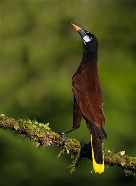 The Montezuma Oropendola Psarocolius Montezuma Is A New World