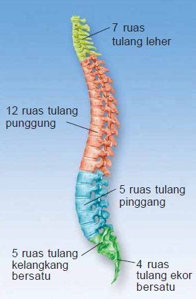 Perlahan dia membuka mata, dan betapa terkejutnya ia melihat sasuke berada di atas tubuhnya. CERDAS BIOLOGI: Pengertian, Fungsi, Struktur dan Macam ...