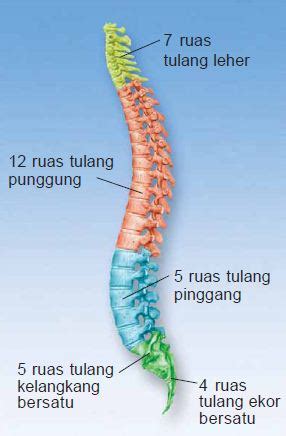 Tulang belakang atau tulang punggung merupakan salah satu organ tubuh yang sangat penting. CERDAS BIOLOGI: Pengertian, Fungsi, Struktur dan Macam ...