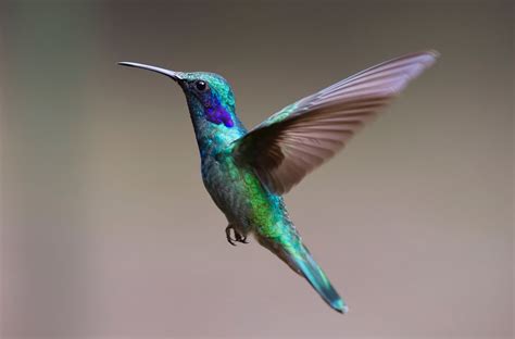 Teal And Brown Hummingbird Flying · Free Stock Photo