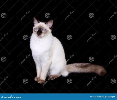 Chocolate Point Balinese Cat Stock Photo Image Of Classic Pure 15218682