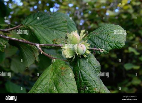 Hazel Nuts And Leaves On A Hazel Tree Corylus Avellana Stock Photo Alamy