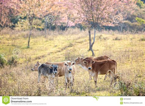Cattle In Grassland Stock Image Image Of Nature Calm 59155059