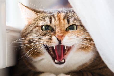 How can i help my cat who's scared of strangers? What is Cat Growling and What Can You Do About It?
