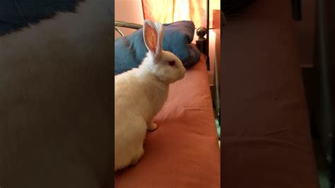 Bunny Butt Friday😍 Youtube