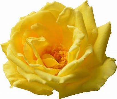Yellow Rose Transparent Format Resolution Onlygfx Px