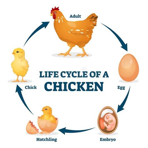 Life Cycle Of A Chicken Vector Illustration Labeled Educational Hen