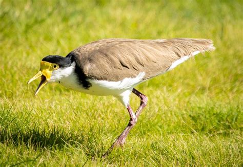 Tips To Avoid Getting Swooped By Protective Plover Parents The