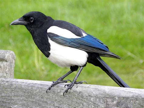 Someone who likes to collect many…. Introducing…Ticket Magpie - The Test Doctor