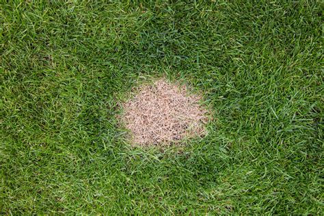 What Causes Dog Pee To Turn Grass Yellow