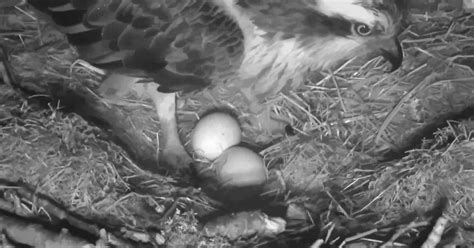 Second Egg Laid By Breeding Ospreys At The Loch Of The Lowes Nature Reserve Near Dunkeld Daily