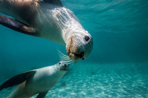 The Australian Sea Lions At Port Lincoln In South Australia Are Rather