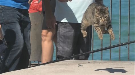 Cat Tried To Steal Fish From Fishermen And Got Kicked Youtube