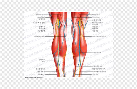 Related posts of muscles and tendons of the leg. Anatomy Of The Back Of The Knee - slideshare