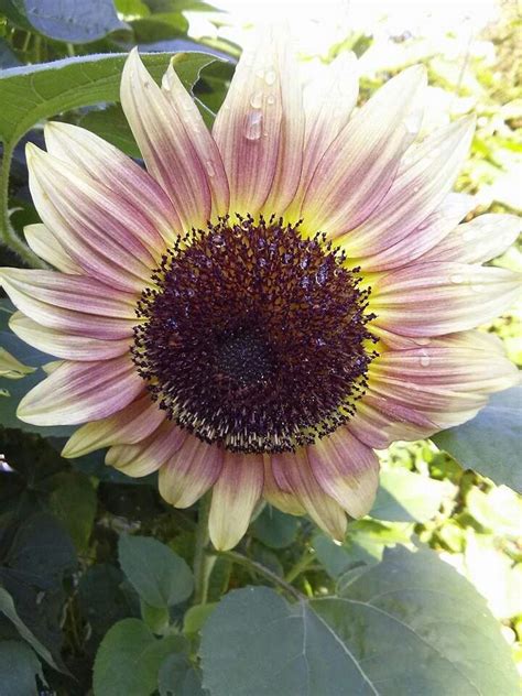 Pink Sunflower Pink Sunflowers Sunflower Pictures Beautiful Flowers