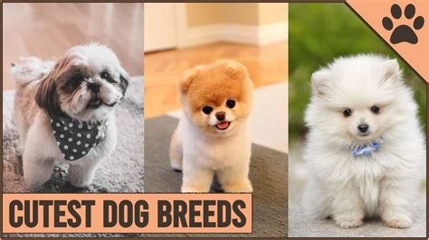 Top 10 Cutest Dog Breeds Youtube