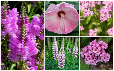 20 Pretty And Pink Perennials That Will Dazzle In Your Garden Garden