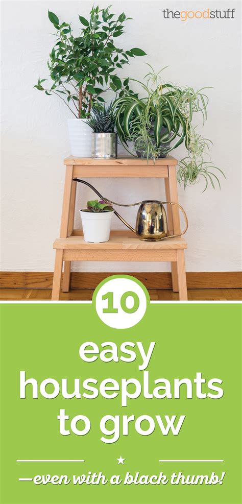 10 Easy Houseplants Anyone Can Grow Thegoodstuff