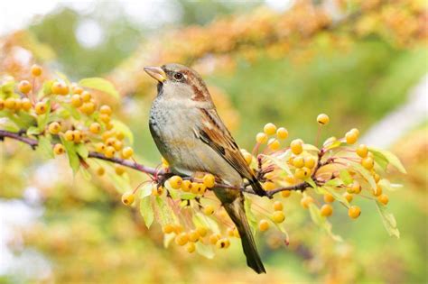 Comment Attirer Les Oiseaux Au Jardin 3 Astuces Faciles Sparrow