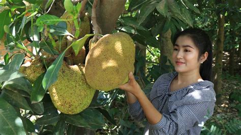 Pick Jackfruit Near Home Jackfruit Recipe Prepare By Countryside