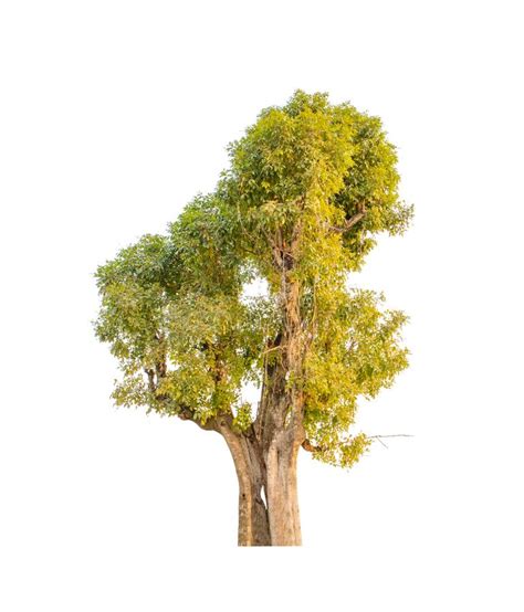 Isolated Tree On White Stock Image Image Of Single 117463345