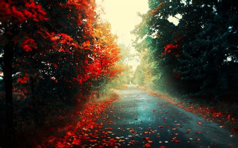 Red Leaves Road Forest Landscape Fall Wallpapers Hd
