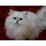 Chinchilla Persian  Biological Science Picture Directory – Pulpbitsnet