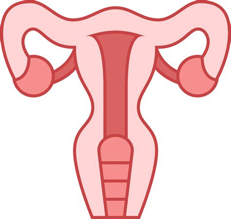 Ovary Clip Art Free Transparent Clipart Clipartkey The Best Porn Website