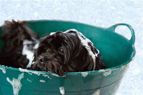 This article will cover the dietary guidelines in dog health for dogs with the 10 best dog food for your dog's itchy skin. Best Dog Shampoo for Itchy Skin: My Buying Guide and ...